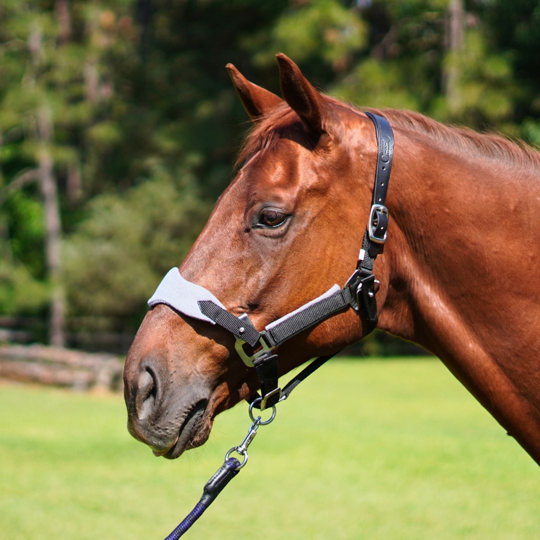 Correct Connect - Magna Halter ™ in Black with Fleece Noseband and Leather Breakaway