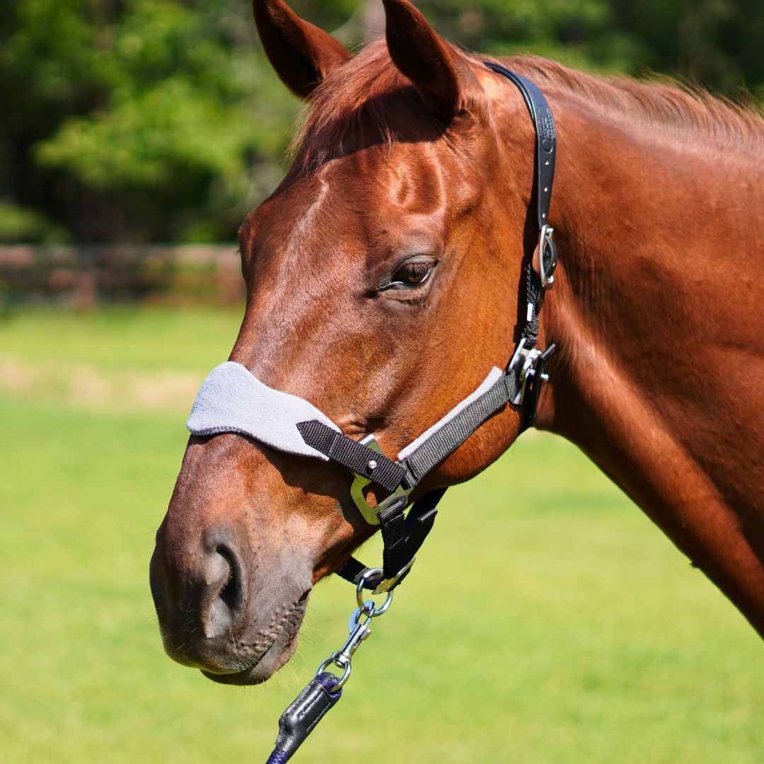 Correct Connect - Magna Halter ™ in Black with Fleece Noseband and Leather Breakaway