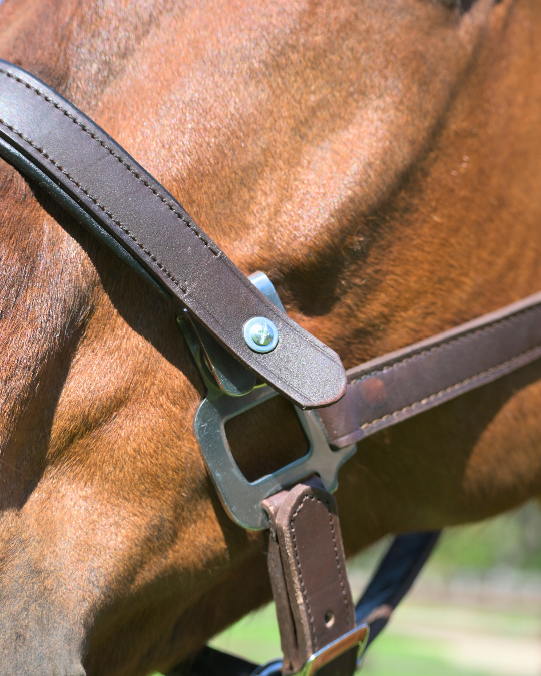 Correct Connect - Magna Halter ™ in Black with Fleece Noseband and Leather Breakaway