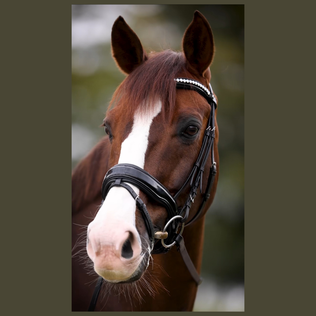 Halter Ego - Valentina Black Patent Sparkle Snaffle Bridle