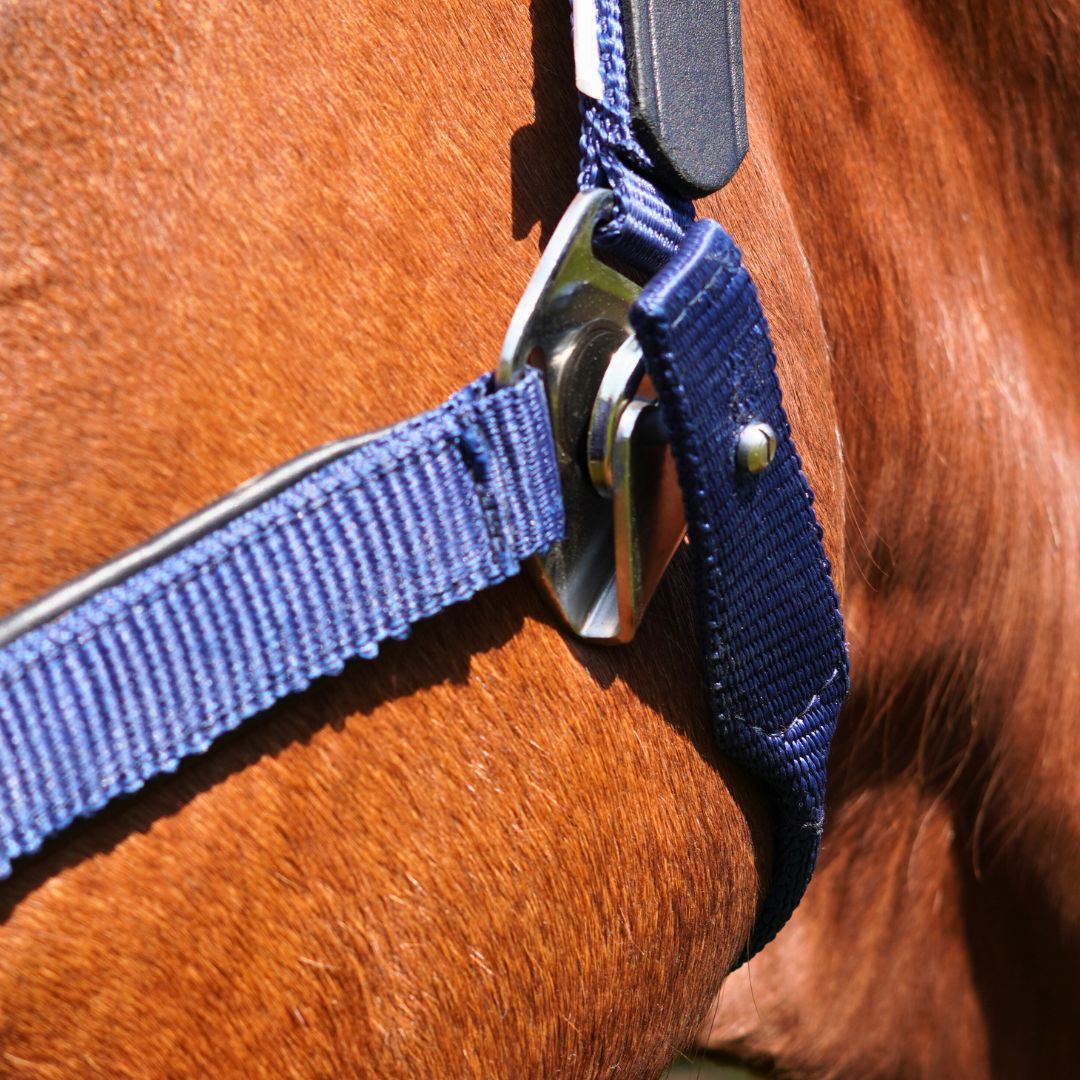 Correct Connect - Magna Halter ™ in Blue with Leather Breakaway