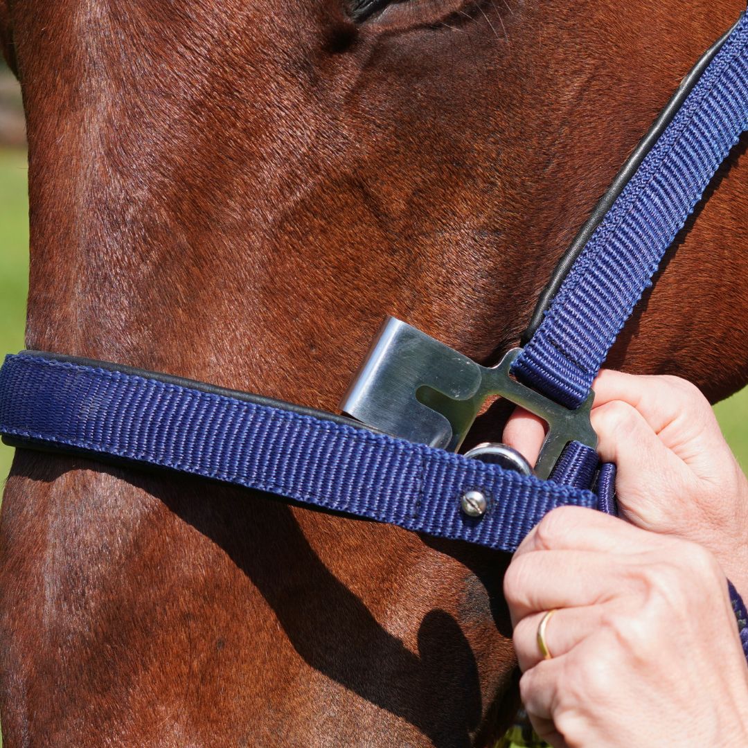 Correct Connect - Magna Halter ™ in Blue with Leather Breakaway