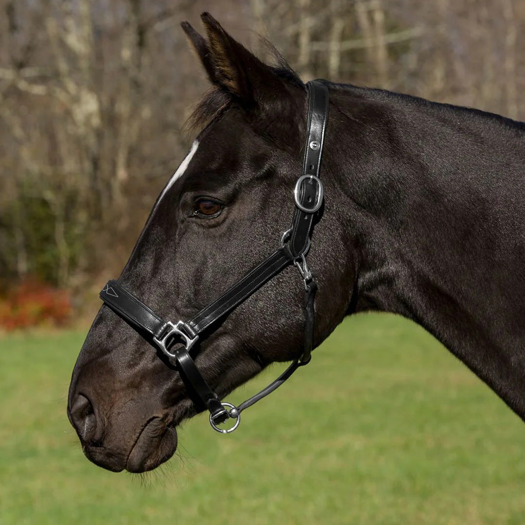 Henri de Rivel Pro Fancy Padded Rolled Throat Triple Stitched Halter