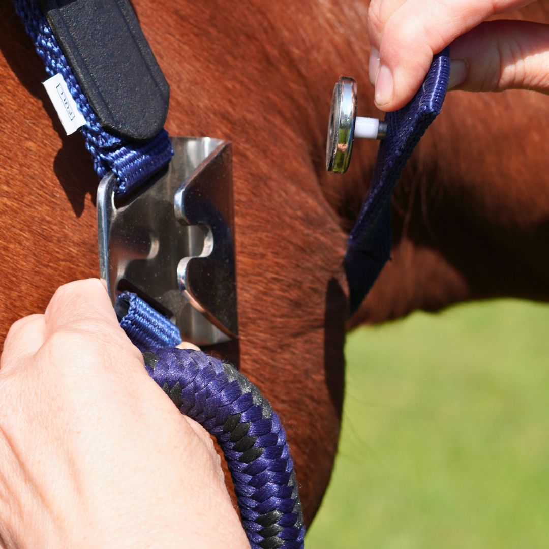 Correct Connect - Magna Halter ™ in Blue with Leather Breakaway