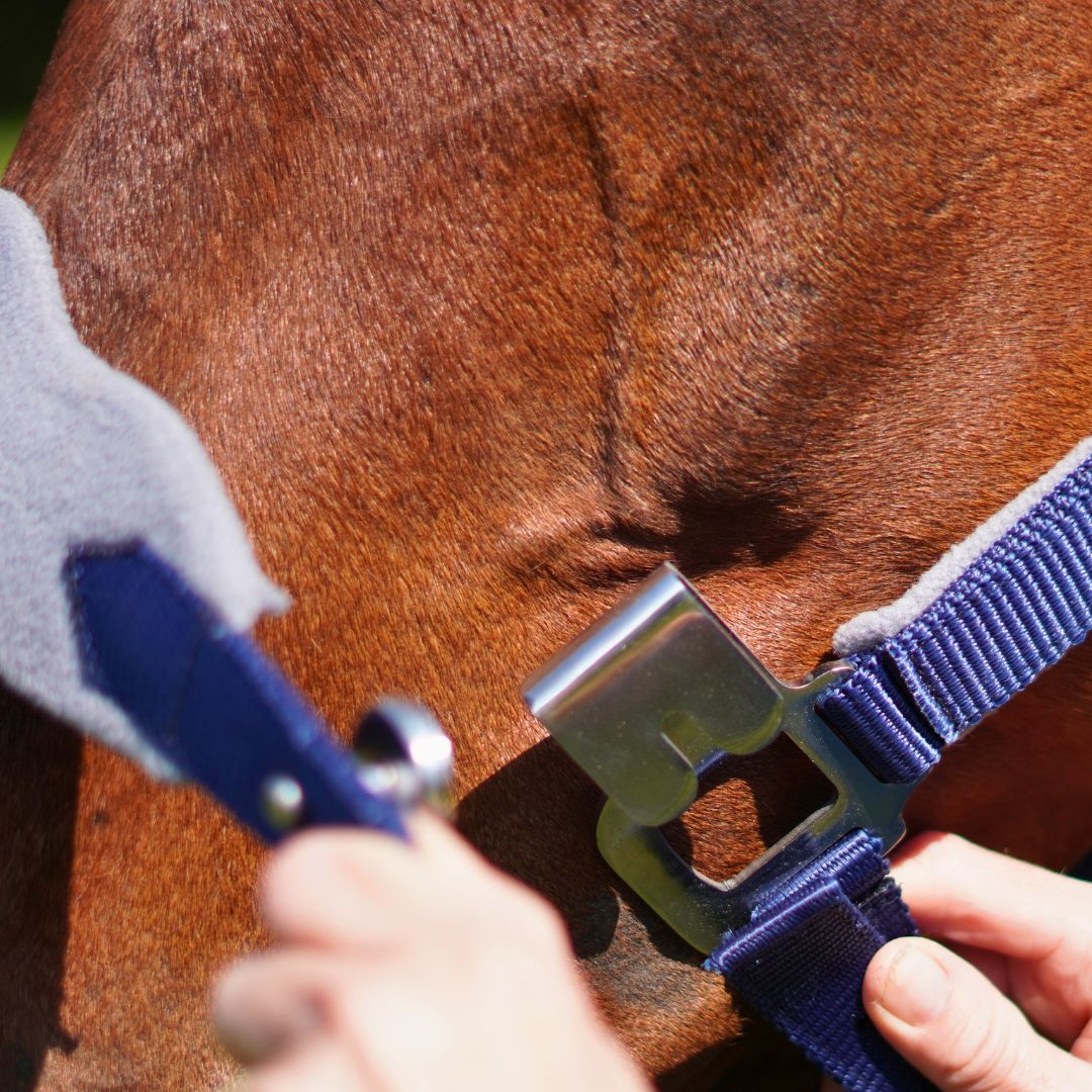 Correct Connect - Magna Halter ™ in Blue with Fleece Noseband and Leather Breakaway