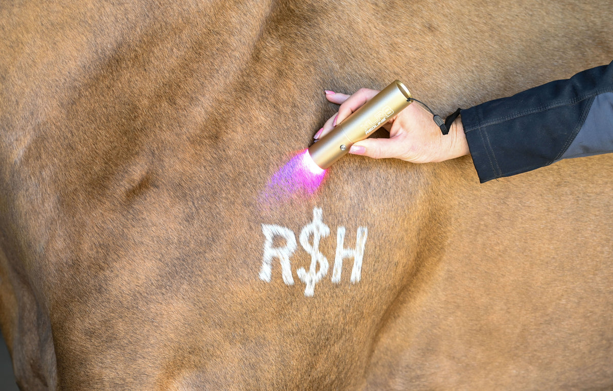 XLR8 Equine - Ignite Handheld Therapy Light