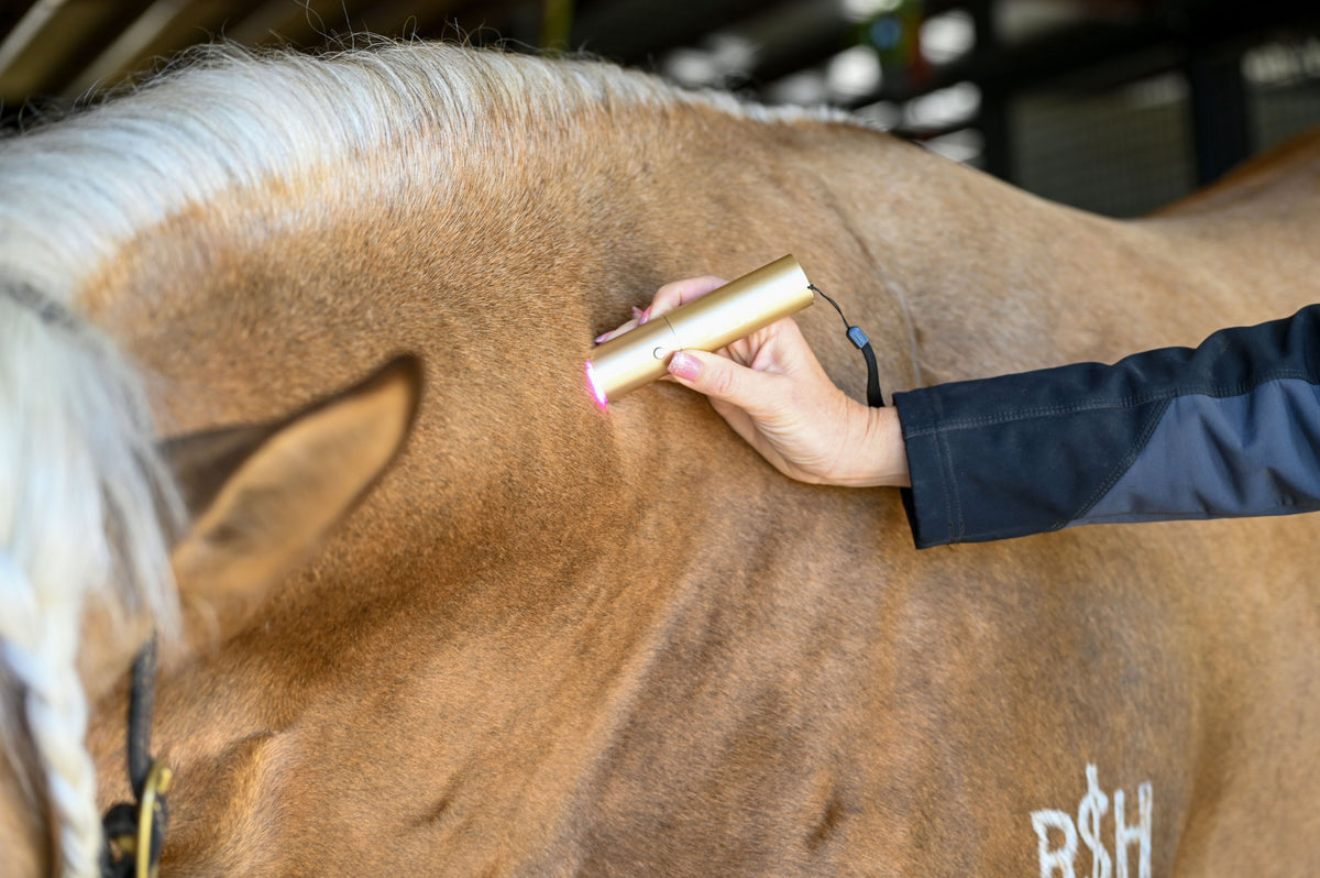 XLR8 Equine - Ignite Handheld Therapy Light