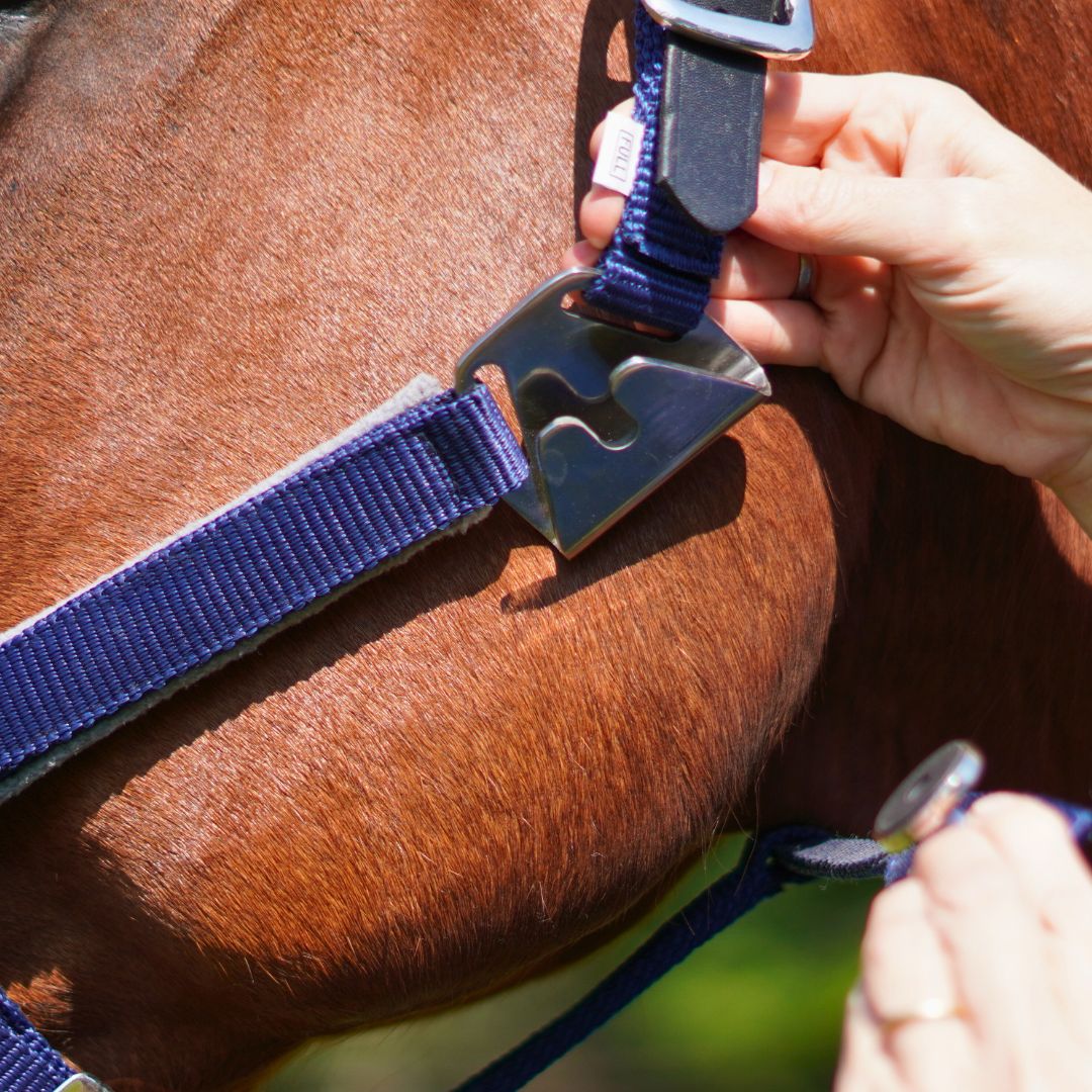 Correct Connect - Magna Halter ™ in Blue with Fleece Noseband and Leather Breakaway