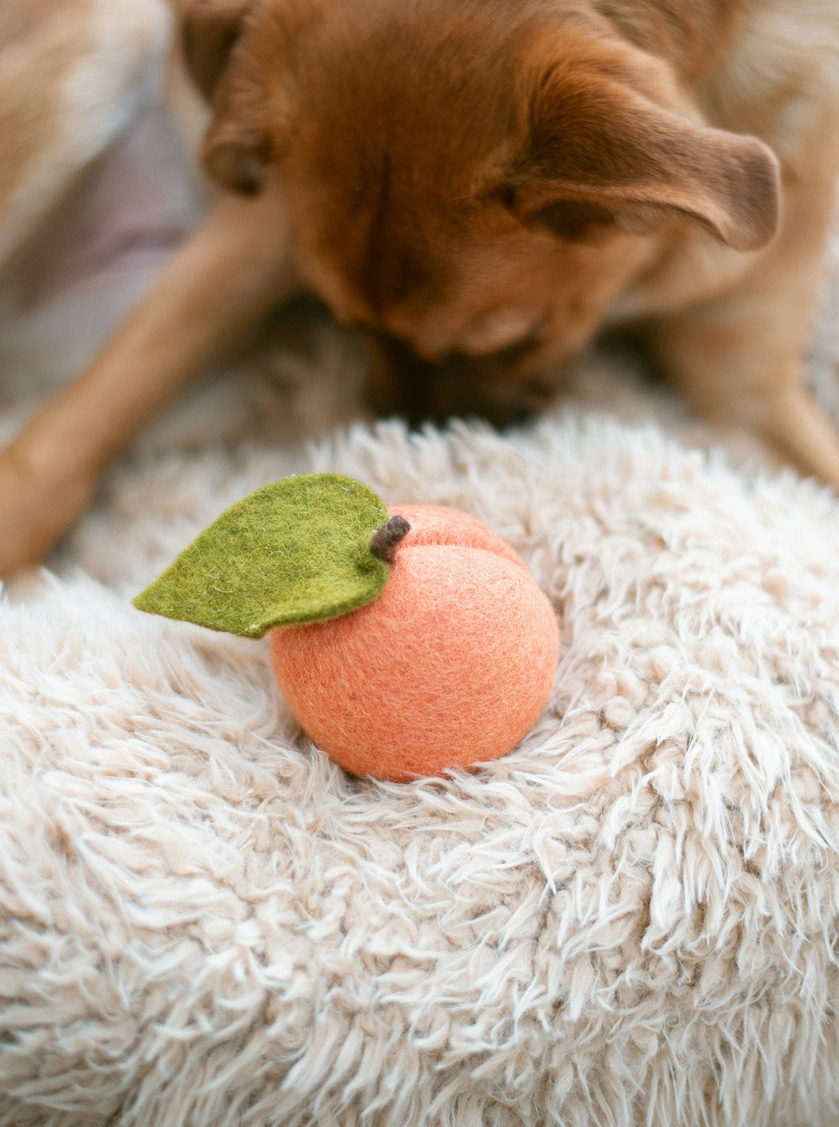 MODERNBEAST Doggy Peach