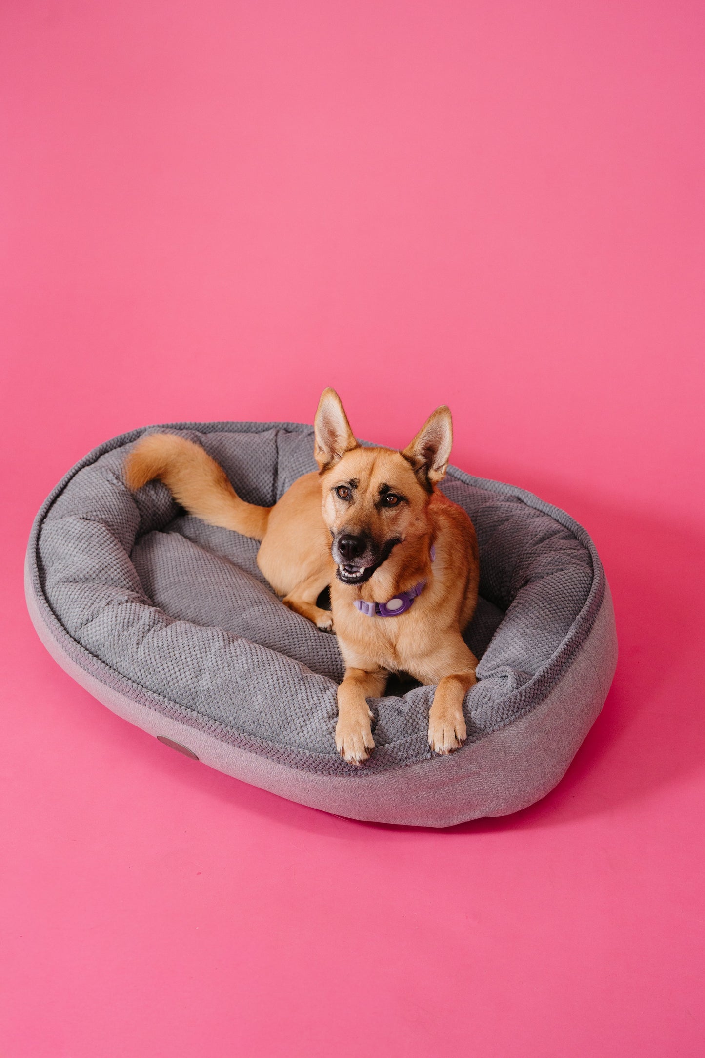 Chester & Lee Furry Bagel Dog Bed