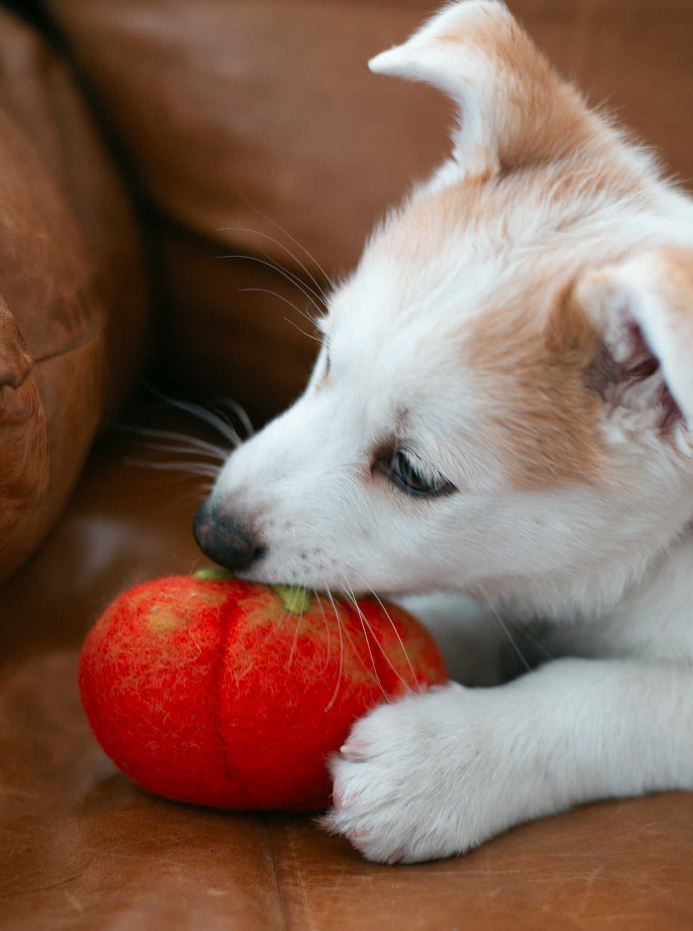 MODERNBEAST - Heirloom Tomato Wool Dog & Cat Toy