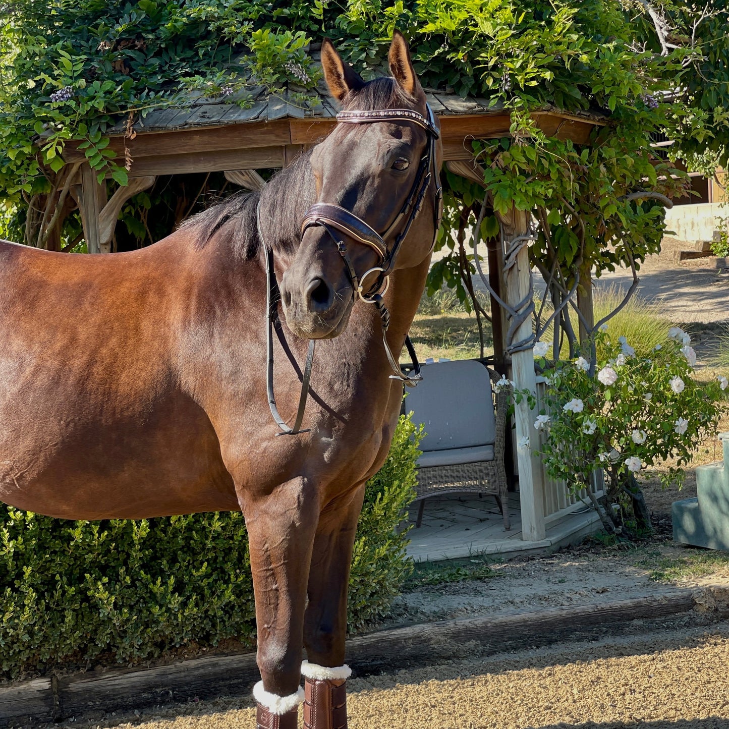 Halter Ego - The Sun King Brown Patent Leather Snaffle Bridle
