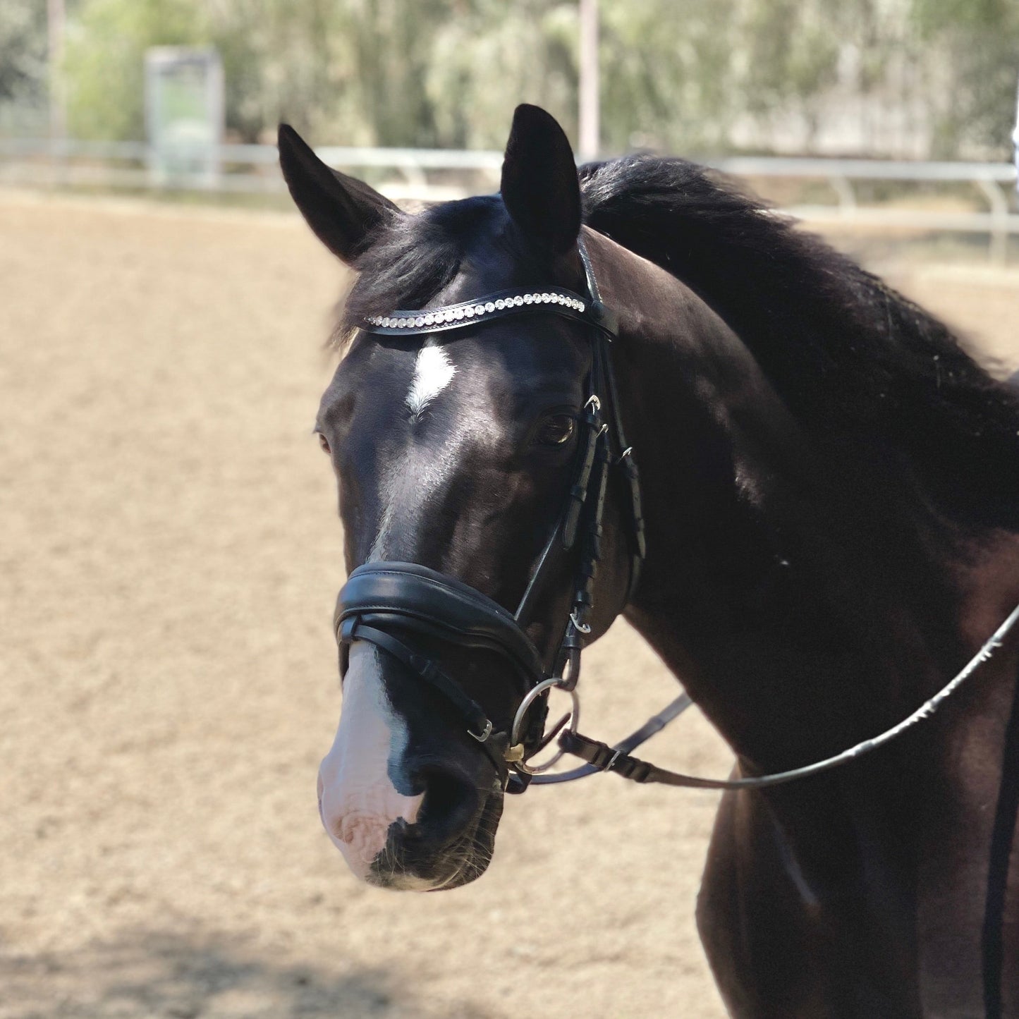 Halter Ego - The Brixton Snaffle Bridle - Black Leather Anatomical Snaffle Bridle
