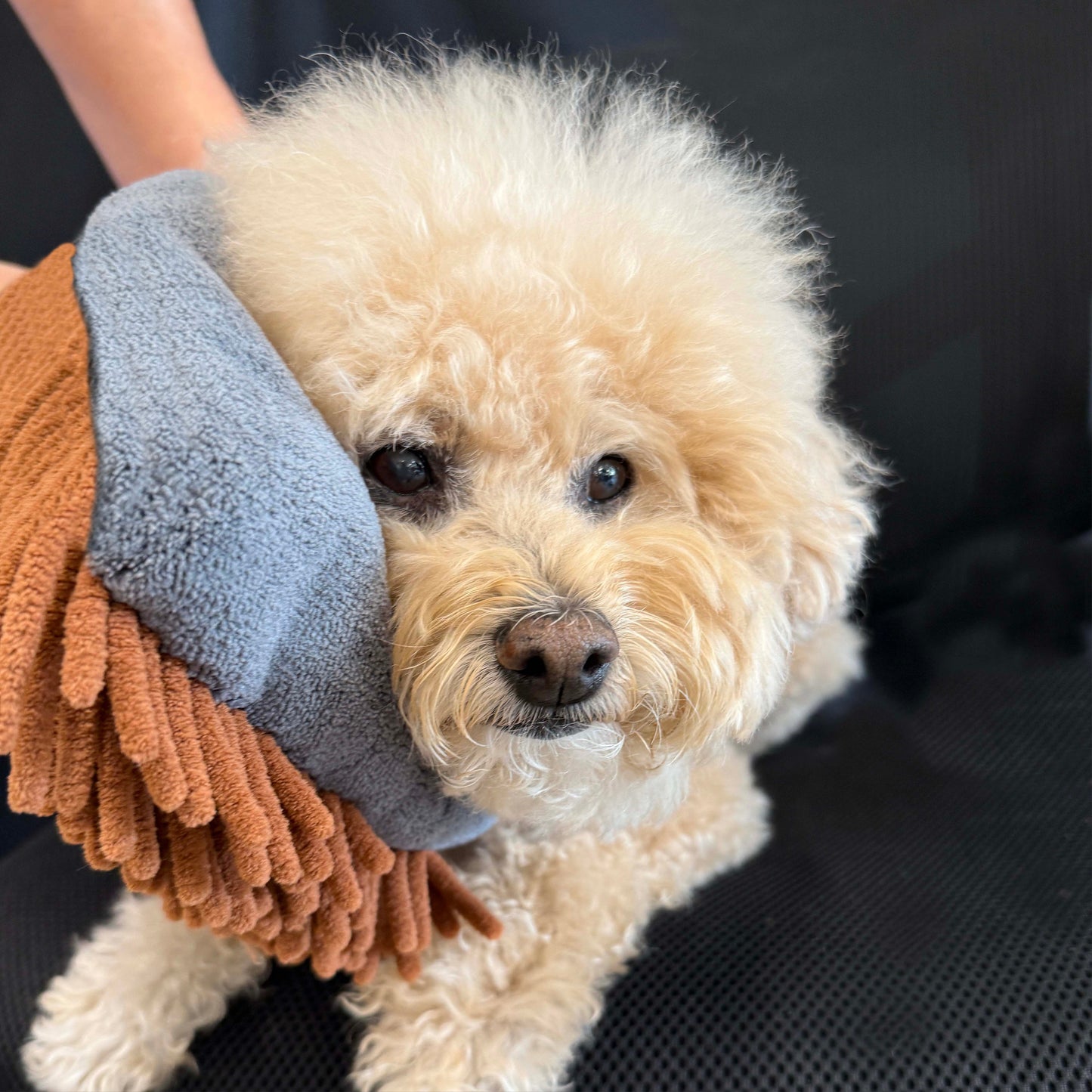 PRIDE+GROOM THE MAGIC MITT Dual-Sided Microfiber Grooming Mitt for Dogs & Cats — Use with Waterless Shampoo