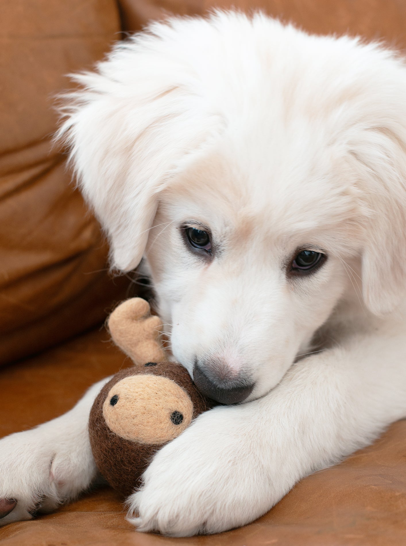 MODERNBEAST - Moose Beastball Dog Toy