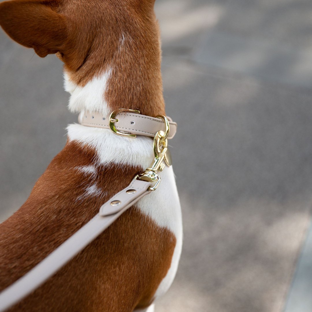 Nina Woof Collar - Air Tag Enabled - Vegan Leather - Cupertino