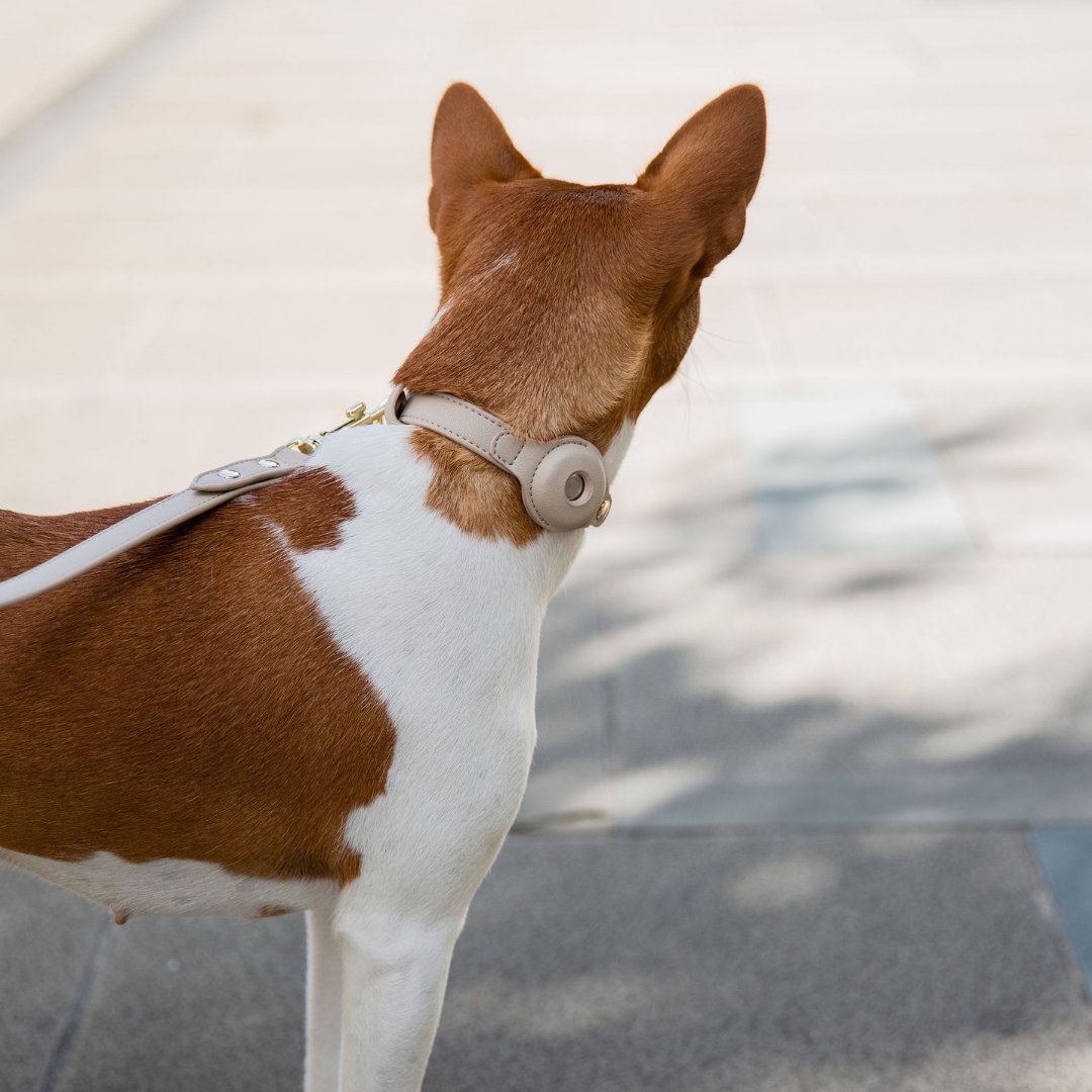 Nina Woof Collar - Air Tag Enabled - Vegan Leather - Cupertino