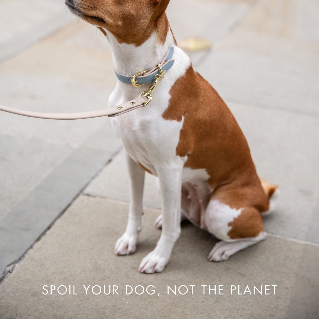Nina Woof Collar - Air Tag Enabled - Vegan Leather - Cupertino