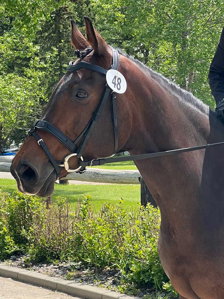 Grewal Equestrian - Cobra Snakeskin-Embossed Monocrown Bridle