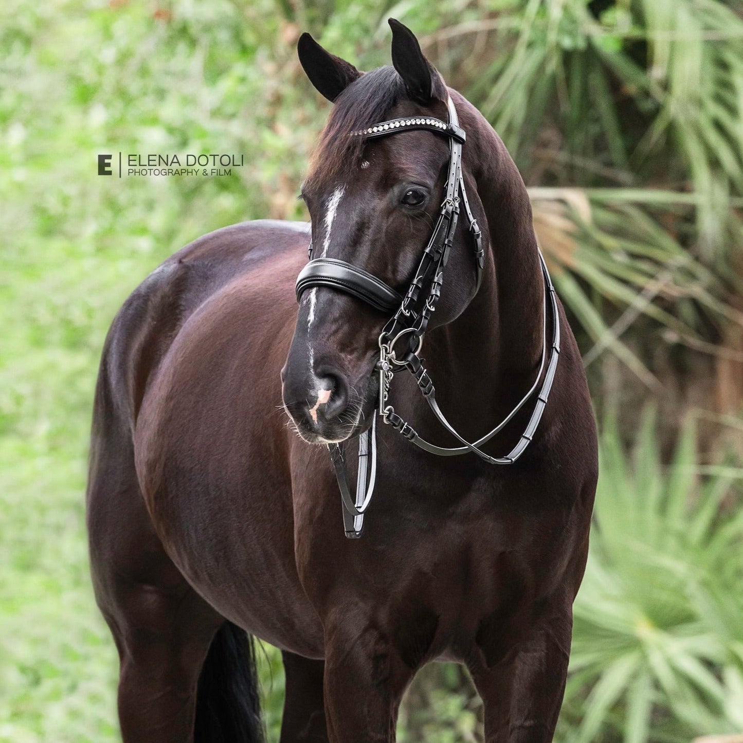 Halter Ego - Brixton Non-Patent Black Leather Double Bridle - UPDATED DESIGN