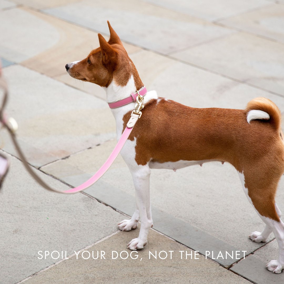Nina Woof Collar - Vegan Leather - Rio