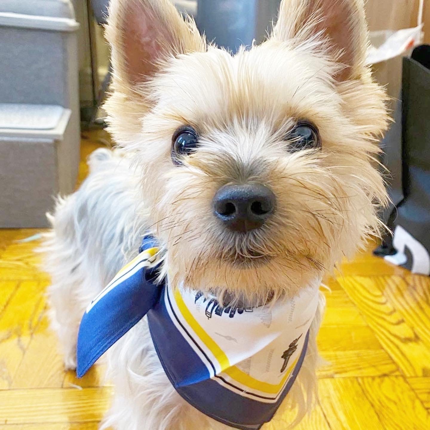 BESPOKE PAWS - Erin 100% Silk Twill Dog Scarf, or Bandana