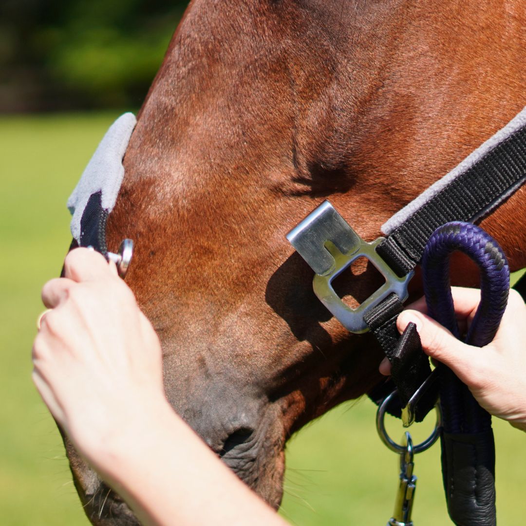 Correct Connect - Magna Halter ™ in Black with Fleece Noseband and Leather Breakaway