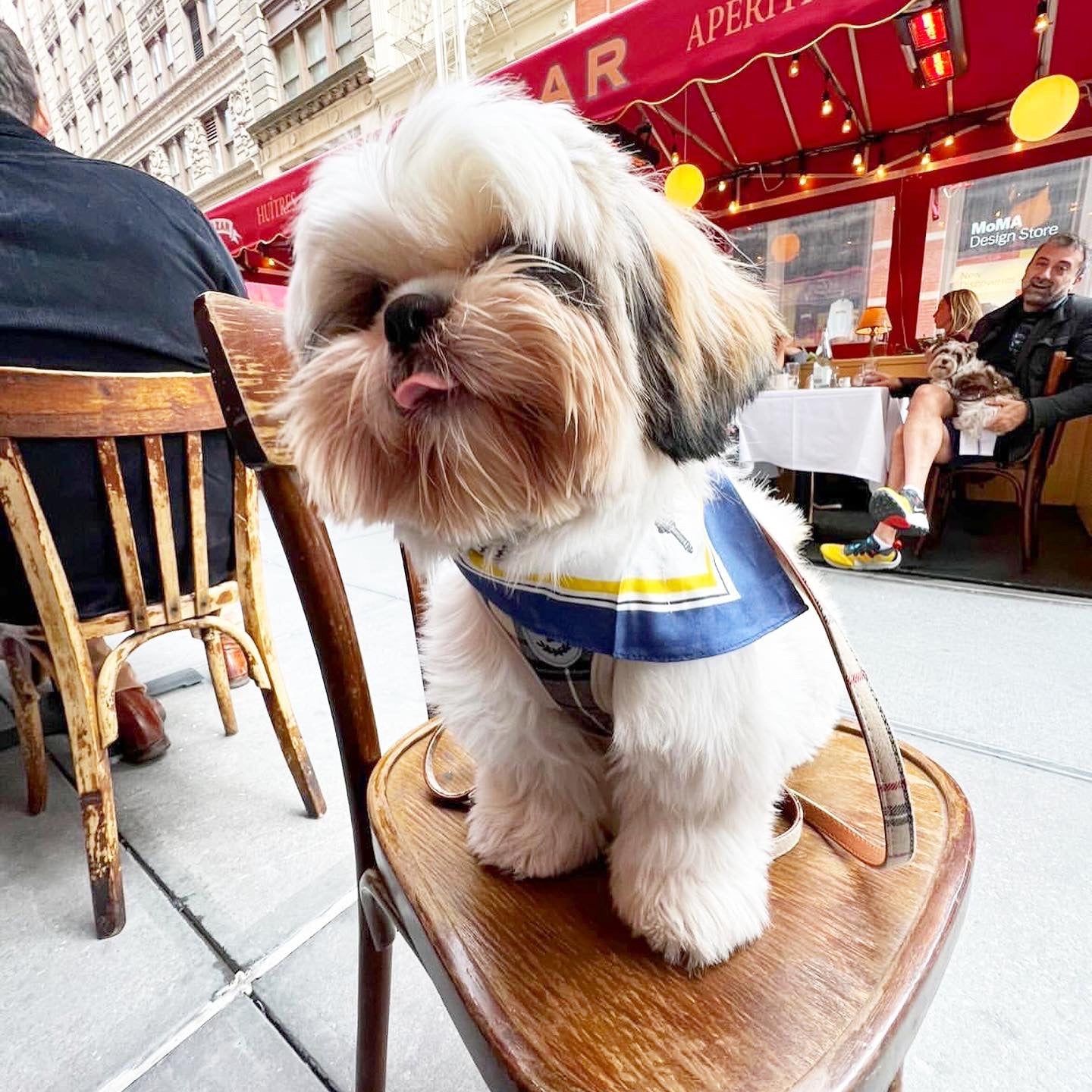 BESPOKE PAWS - Erin 100% Silk Twill Dog Scarf, or Bandana