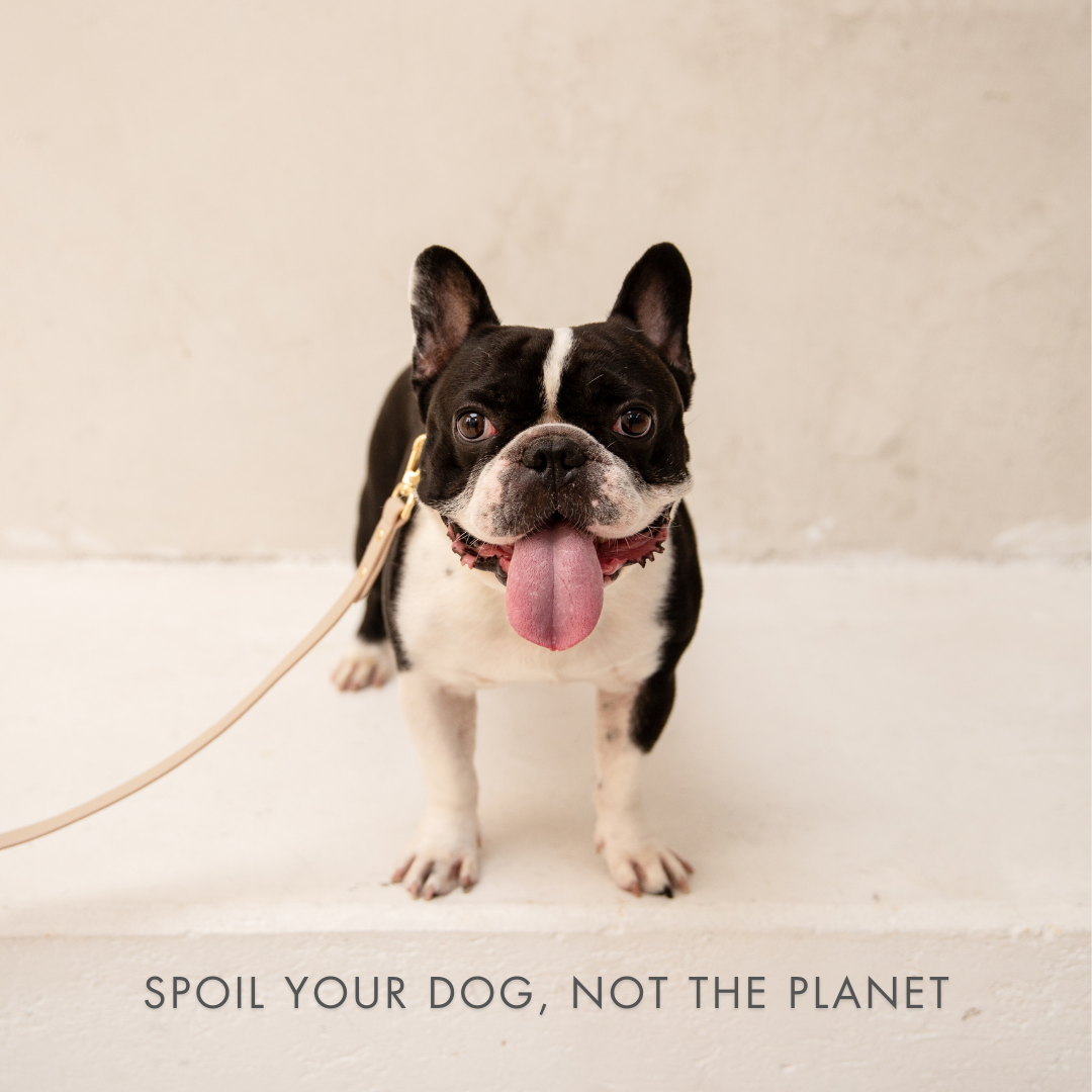 Nina Woof Collar - Air Tag Enabled - Vegan Leather - Cupertino