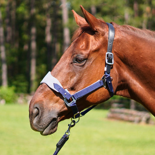 Correct Connect - Magna Halter ™ in Blue with Fleece Noseband and Leather Breakaway