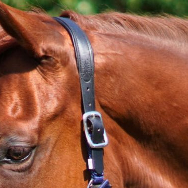 Correct Connect - Magna Halter ™ in Blue with Fleece Noseband and Leather Breakaway