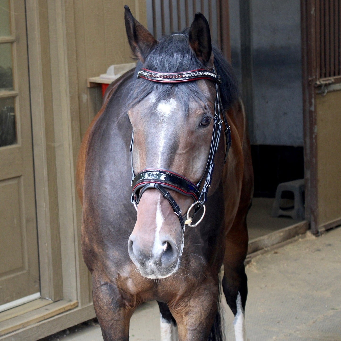 Halter Ego - The Hayworth - Black Patent Snaffle with Burgundy Patent Piping & Removable Flash