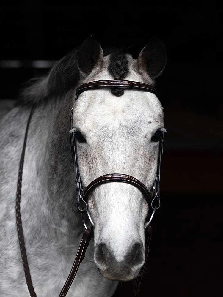 Grewal Equestrian - Arnold IV Square Raised Hunter Bridle