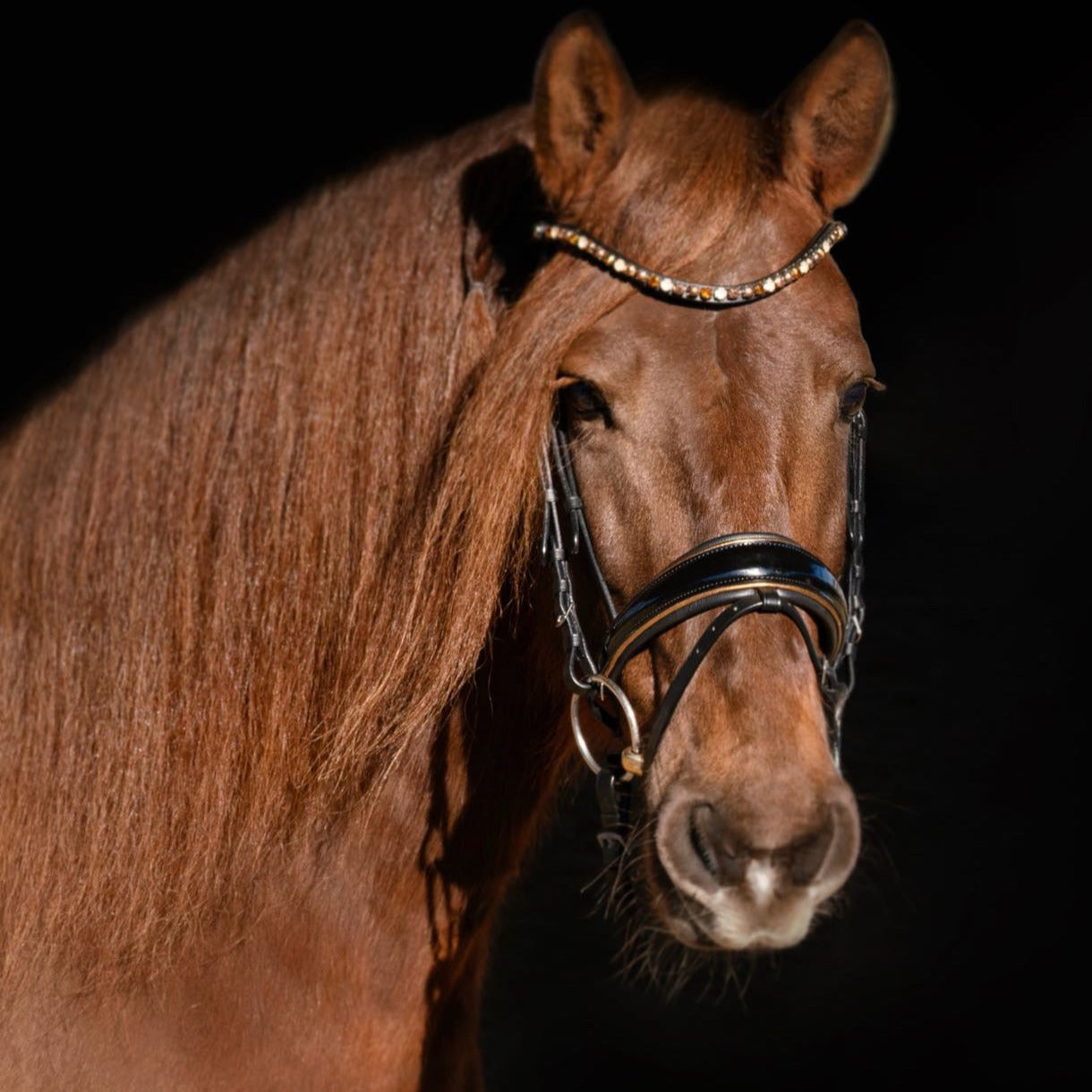 Halter Ego - Geneva - Black Patent Snaffle Bridle with Metallic Gold Piping