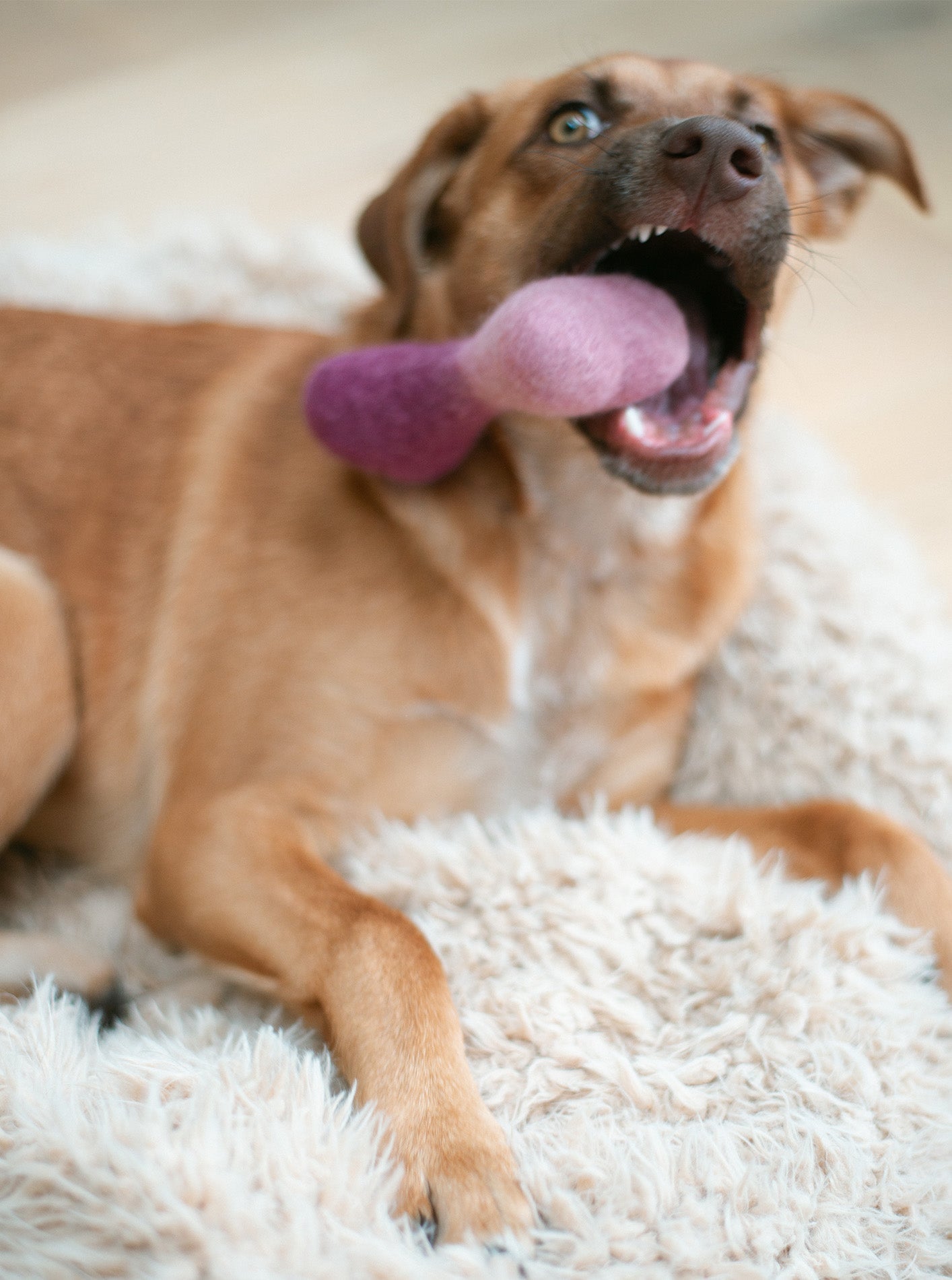 MODERNBEAST Ombre Woolbone