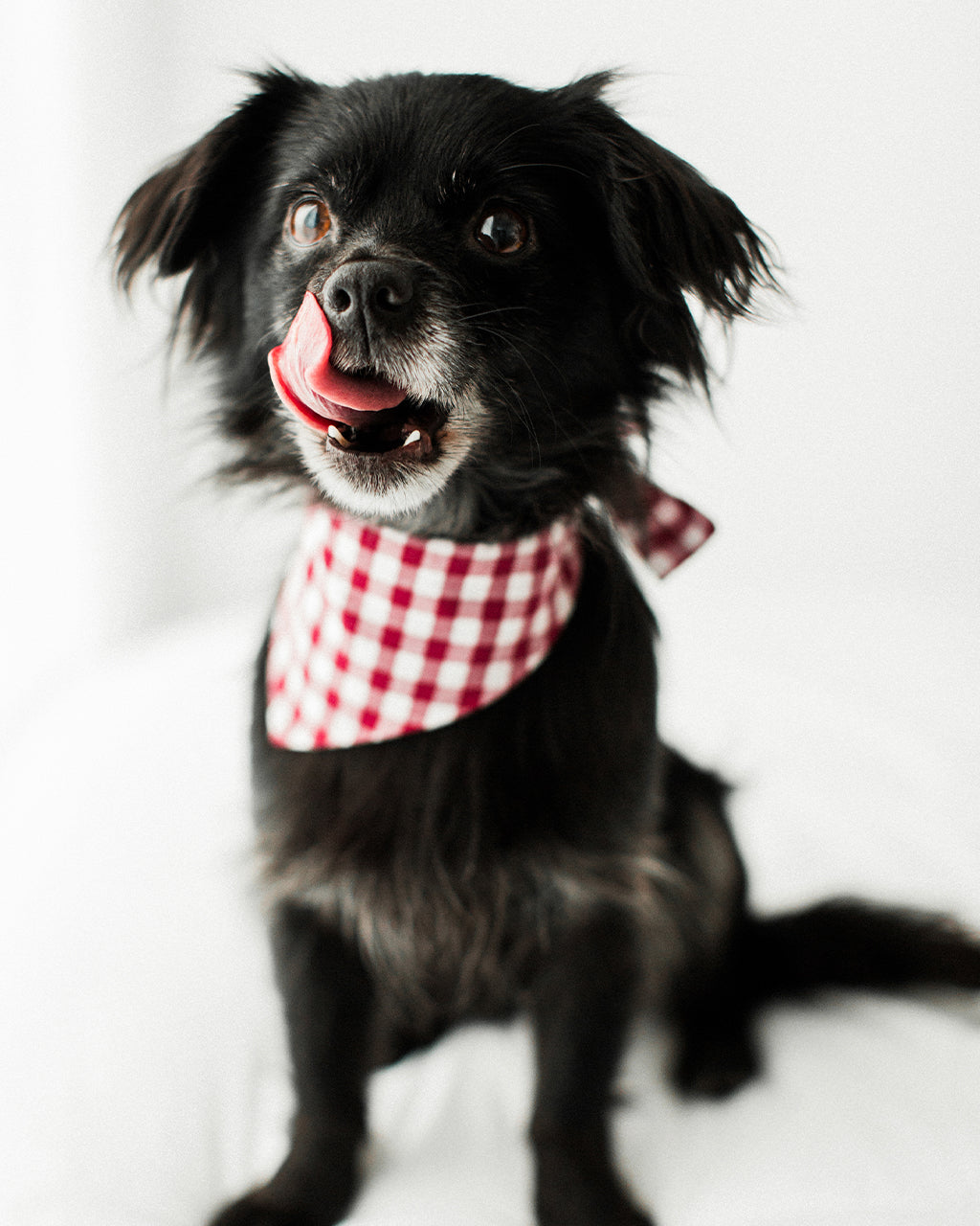 MODERNBEAST  Gingham Bandana