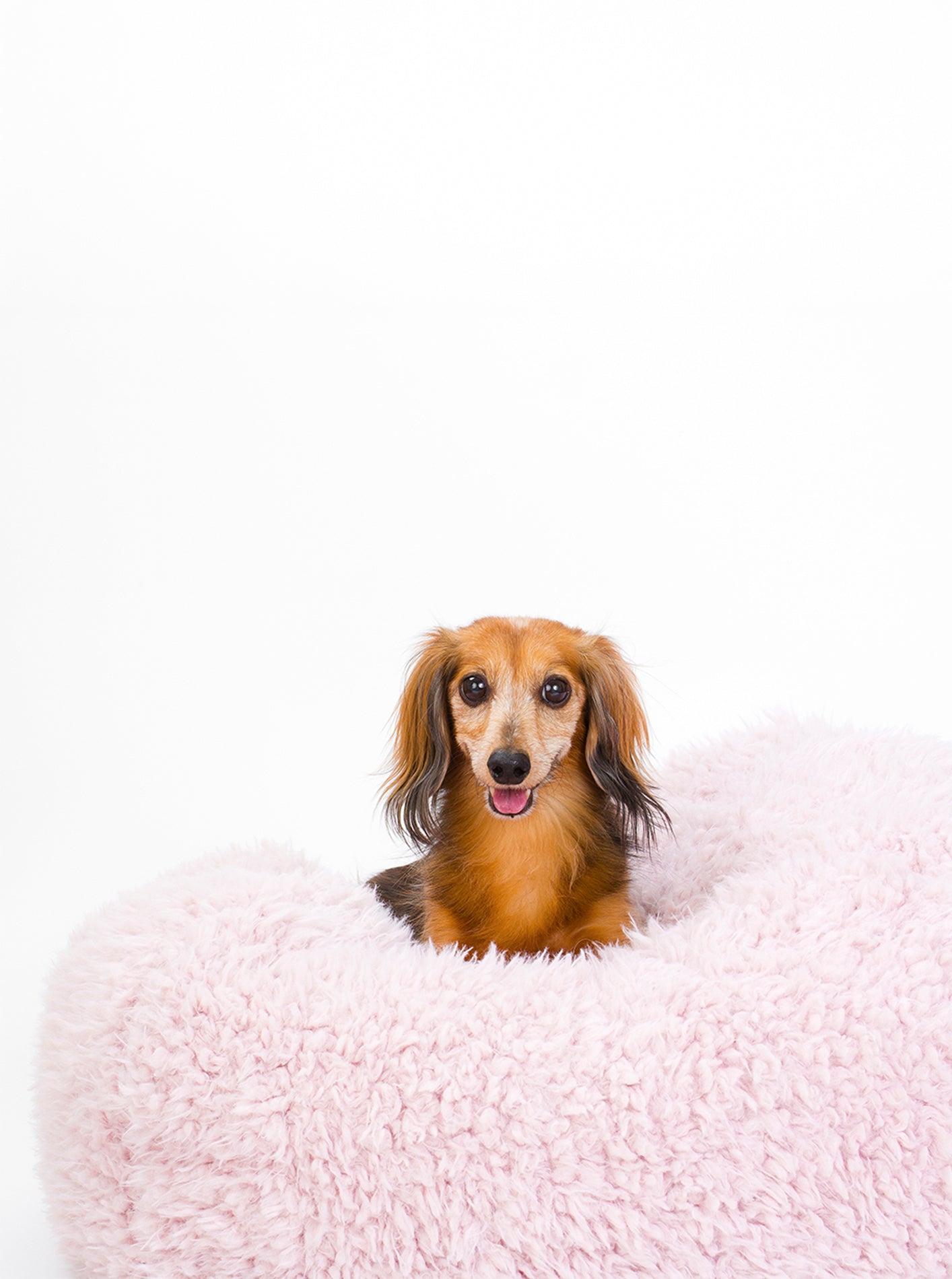 MODERNBEAST POD Dog Bed