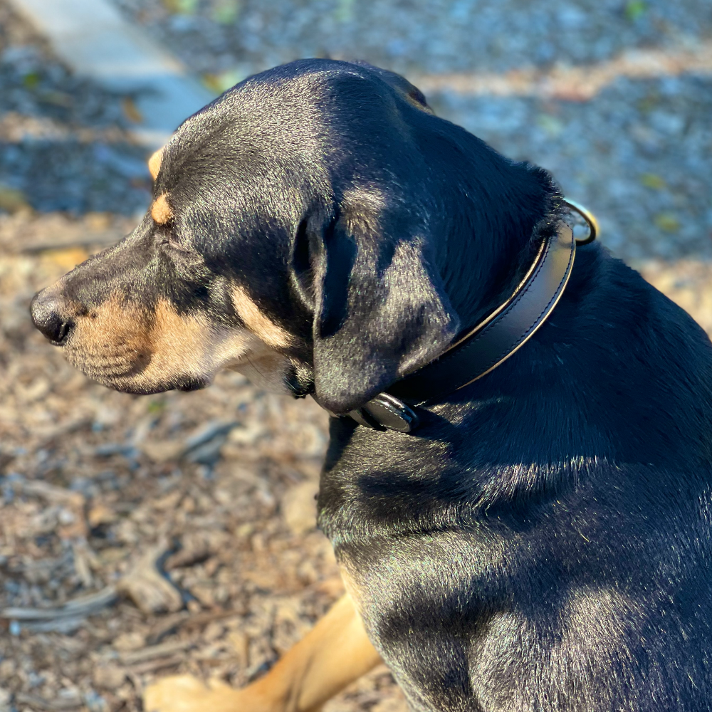 Halter Ego® Milan Black Leather & Burnished Gold Trim Dog Collar