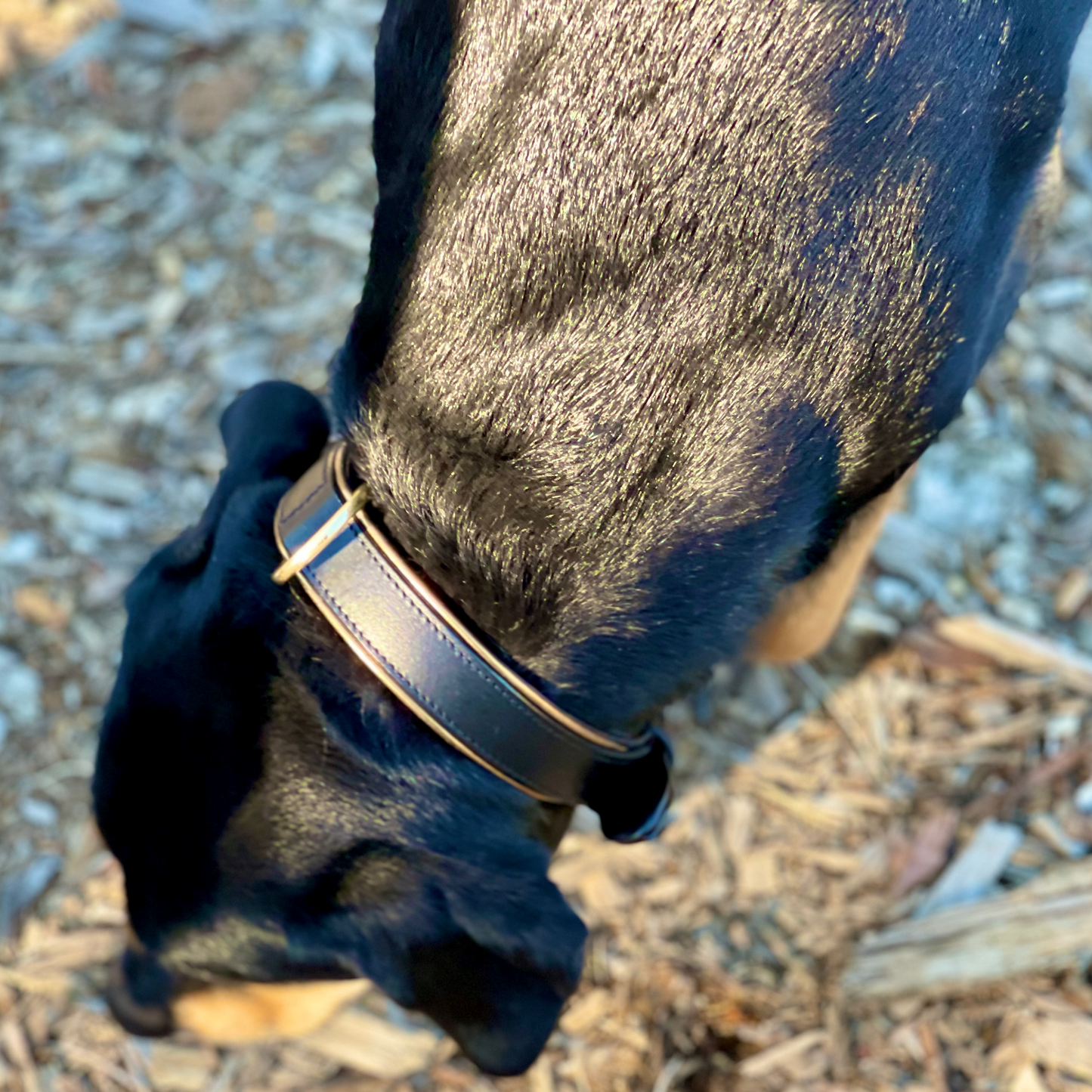Halter Ego® Milan Black Leather & Burnished Gold Trim Dog Collar