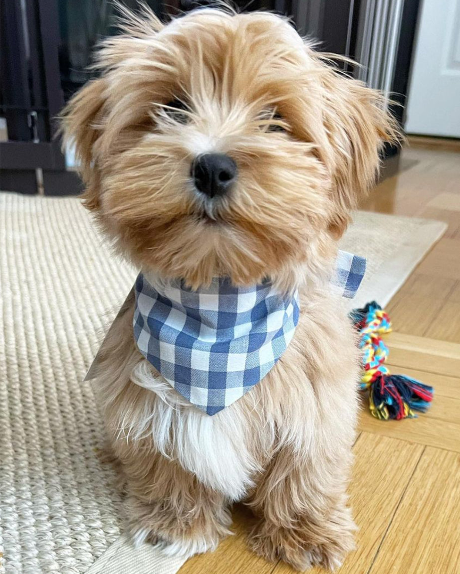 MODERNBEAST  Gingham Bandana