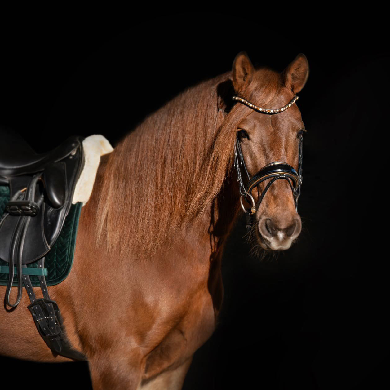 Halter Ego - Geneva - Black Patent Snaffle Bridle with Metallic Gold Piping