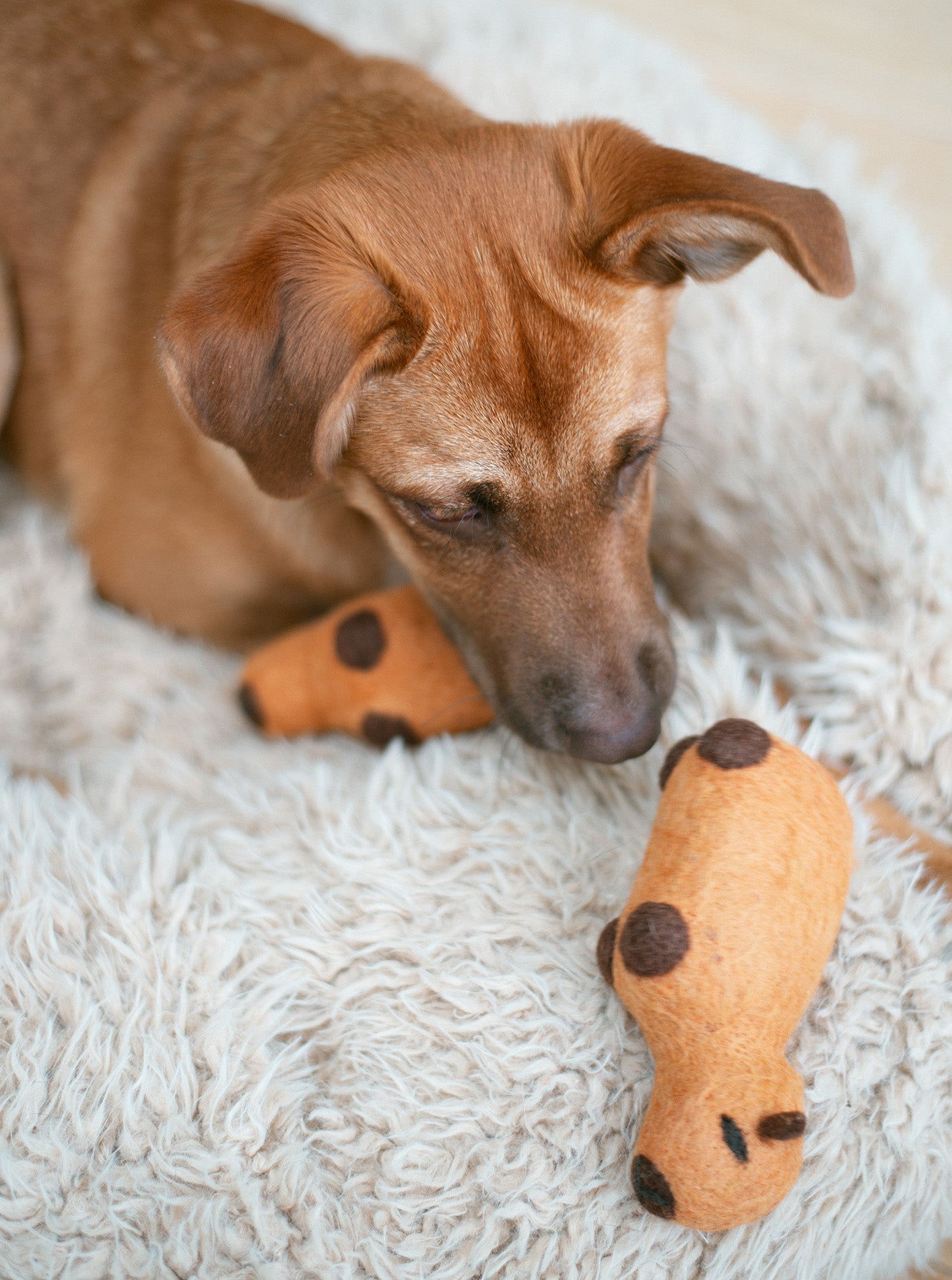 MODERNBEAST - Capybara Wool Dog Toy