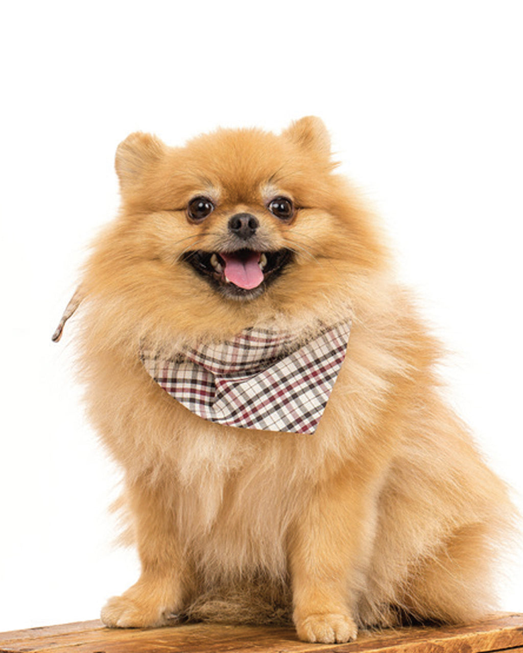 MODERNBEAST Winter Bandana