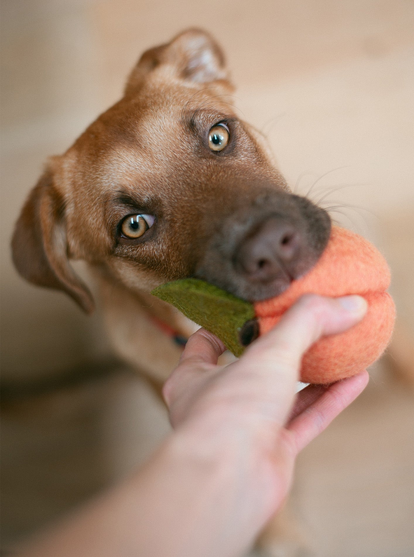 MODERNBEAST Doggy Peach