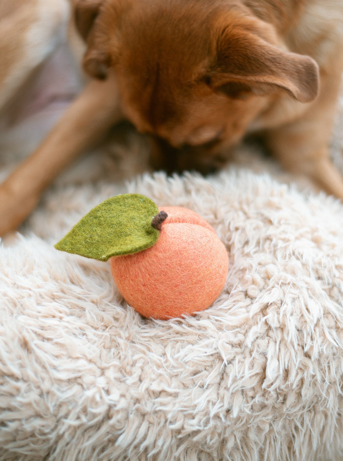 MODERNBEAST Doggy Peach