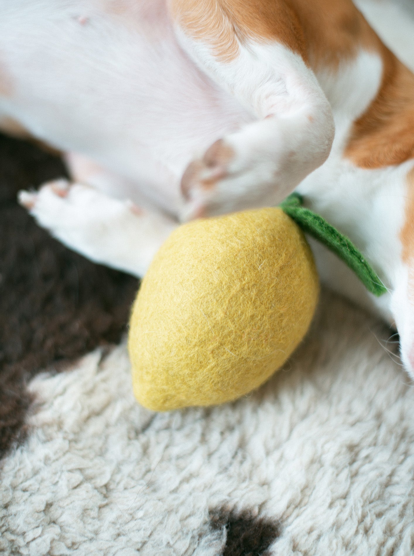 MODERNBEAST - Lemon Wool Dog & Cat Toy