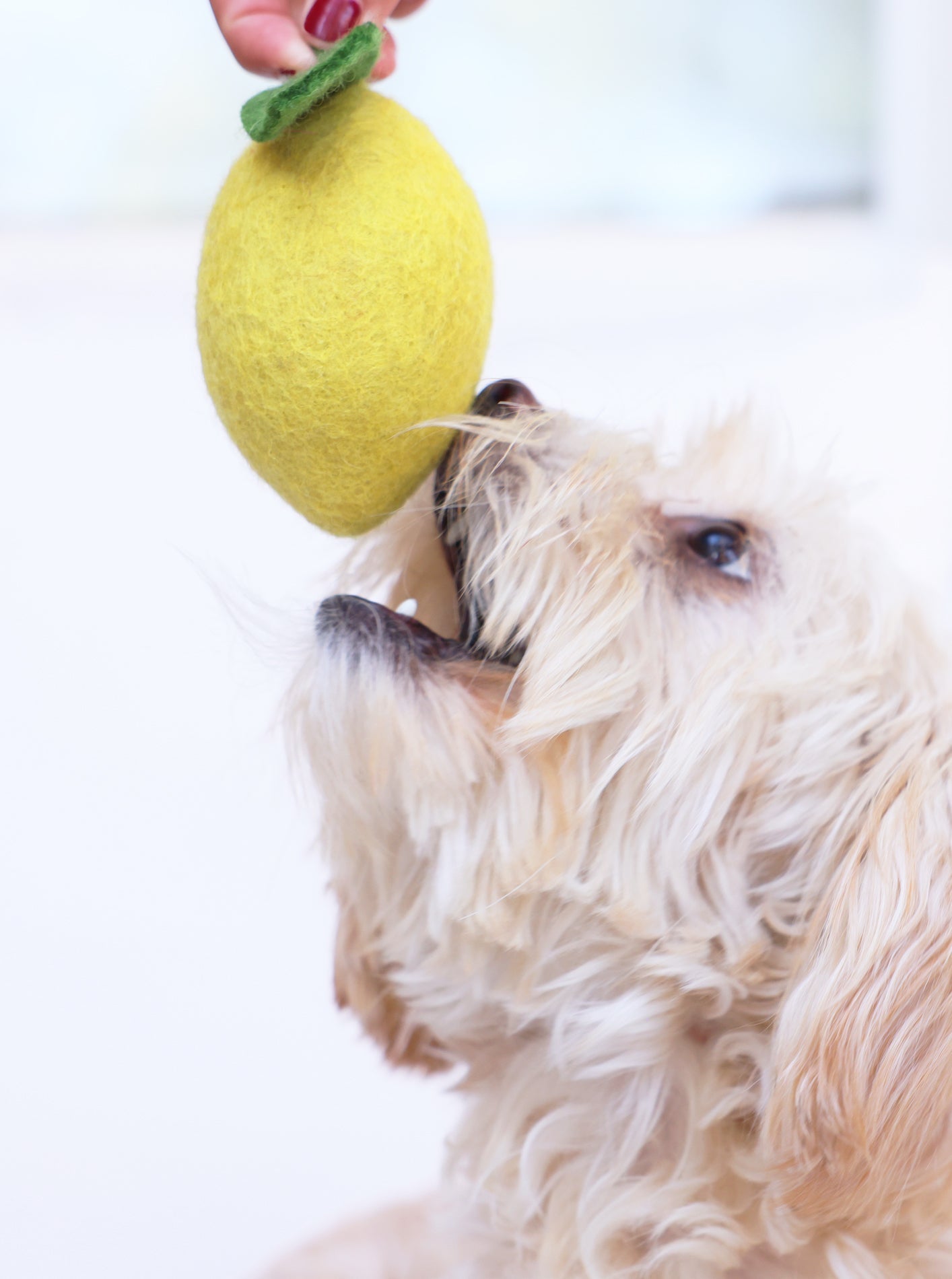 MODERNBEAST - Lemon Wool Dog & Cat Toy