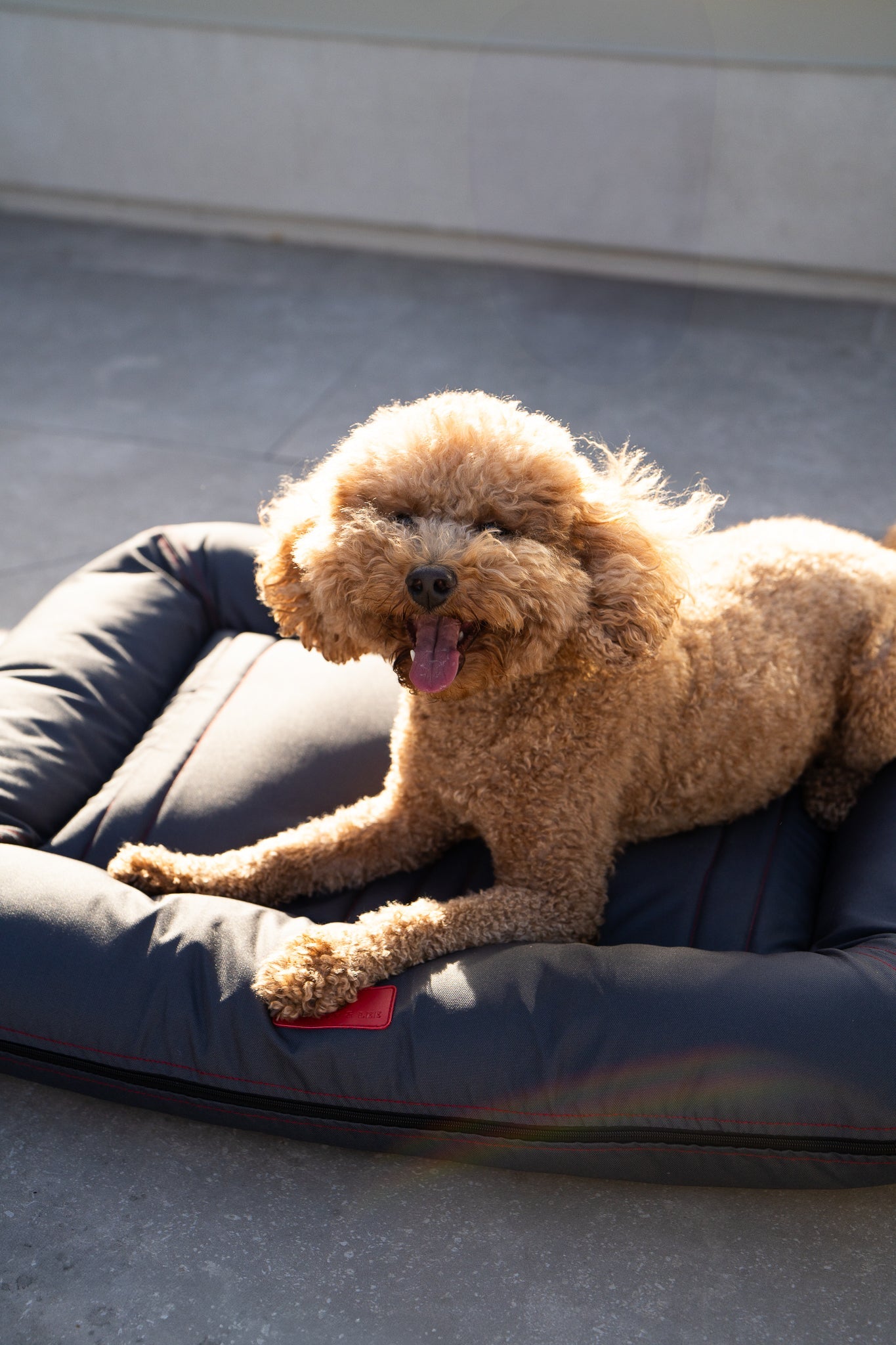 Chester & Lee Waterproof Lounger Dog Bed Gray