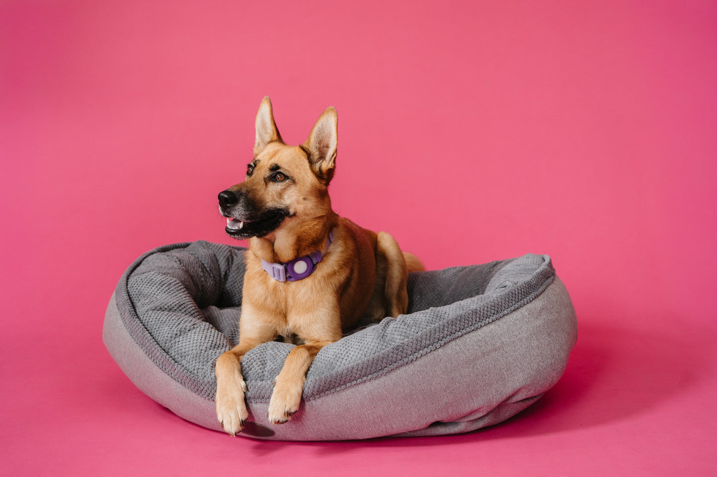Chester & Lee Furry Bagel Dog Bed