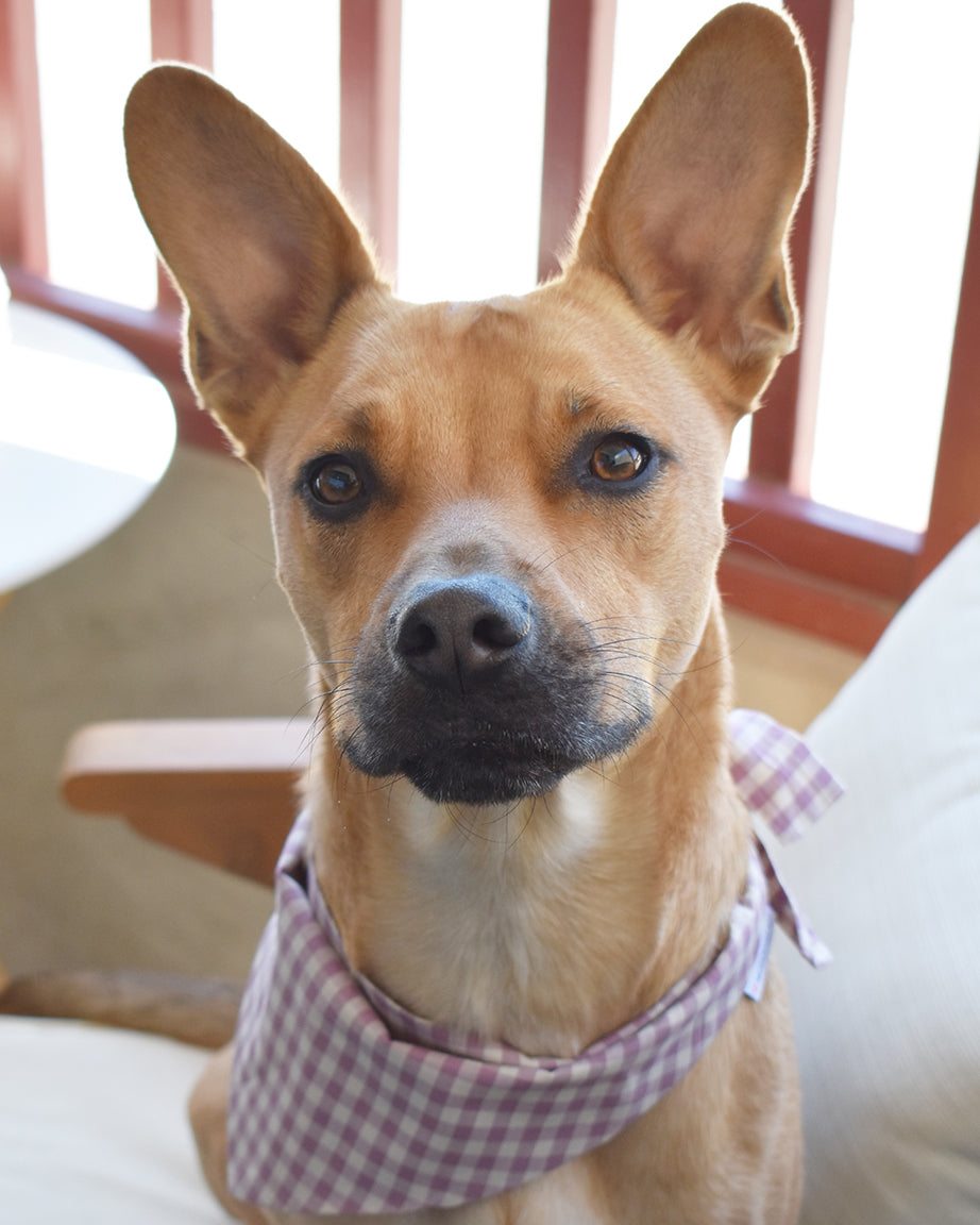 MODERNBEAST  Gingham Bandana